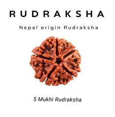 5 Mukhi Rudraksha β For Peace, Balance & Spiritual Growth