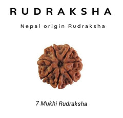 7 Mukhi Rudraksha β Invoke Wealth, Luck & Protection