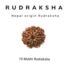 10 Mukhi Rudraksha – Shield of Lord Vishnu