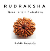 9 Mukhi Rudraksha – Power of Goddess Durga