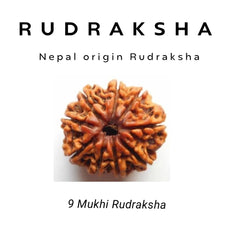 9 Mukhi Rudraksha – Power of Goddess Durga