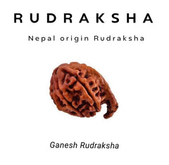 Ganesh Rudraksha – The Blessing of Remover of Obstacles