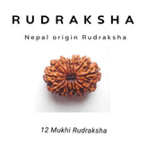 12 Mukhi Rudraksha – Radiance of the Sun God (Surya Dev)