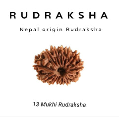 13 Mukhi Rudraksha – Bead of Attraction and Fulfillment