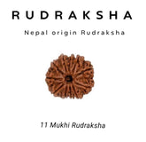 11 Mukhi Rudraksha – Blessings of Lord Hanuman