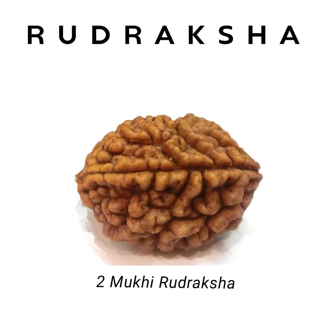 2 Mukhi Rudraksha – Harmony & Relationships