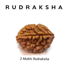 2 Mukhi Rudraksha – Harmony & Relationships
