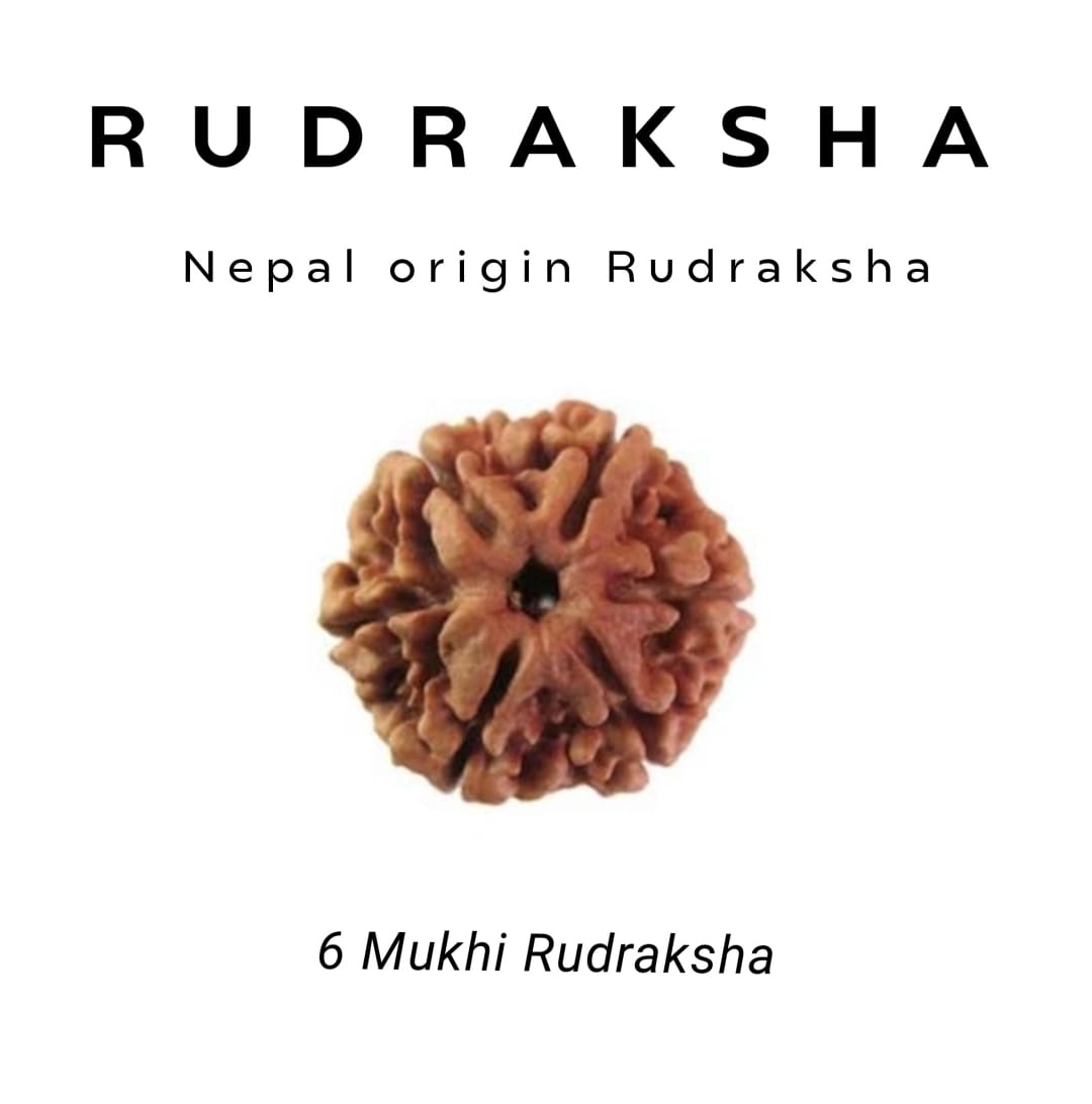 6 Mukhi Rudraksha – For Confidence, Willpower & Focus
