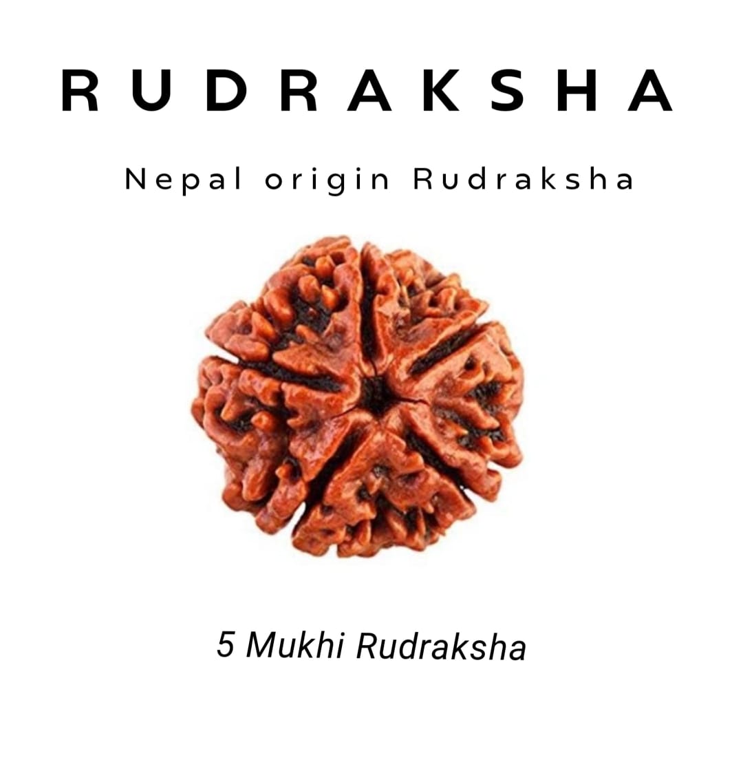 5 Mukhi Rudraksha – For Peace, Balance & Spiritual Growth