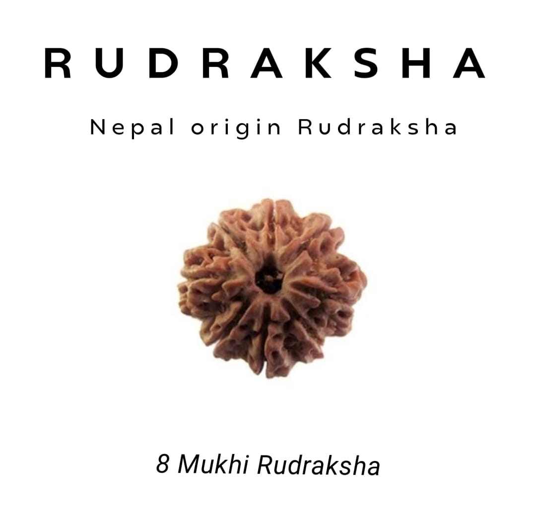 8 Mukhi Rudraksha – Remove Obstacles, Embrace Success