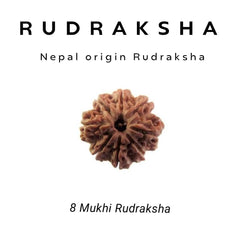 8 Mukhi Rudraksha – Remove Obstacles, Embrace Success
