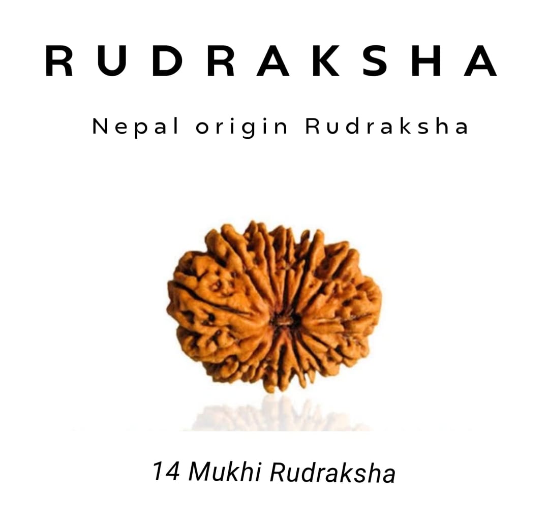 14 Mukhi Rudraksha – Divine Eye of Shiva